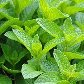 shampoo a base vegetale
